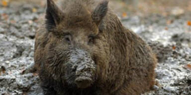 wildschweine