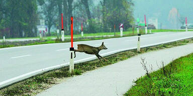 Jetzt herrscht hohes Risiko f&uuml;r Wildunf&auml;lle