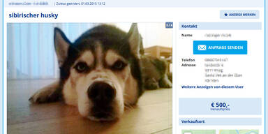 willhaben.at steht f&uuml;r Aufkl&auml;rung und seri&ouml;se Vermittlung