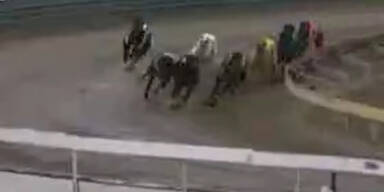 Erdbeben w&auml;hrend Windhundrennen