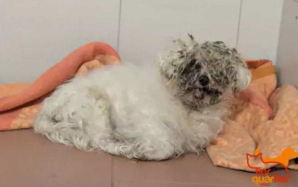 TierQuarTier Hund Winnie