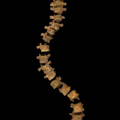 Königliches Skelett