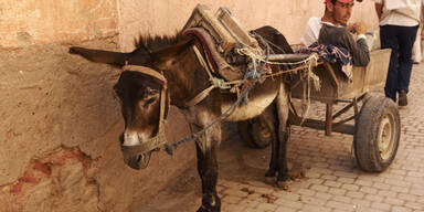 Jetzt kommen auch noch die WLAN-Esel