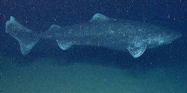 Dieser Hai wird 400 Jahre alt