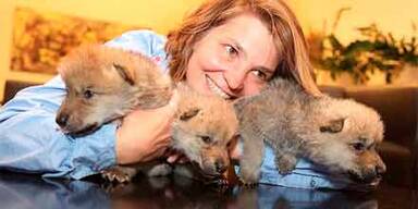 Die Vulkan-Wölfe sind in Wien gelandet