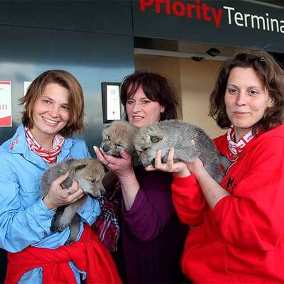 Vulkan-Wölfe sind da