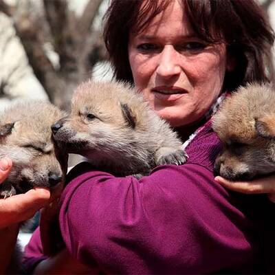 Vulkan-Wölfe sind da