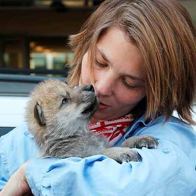 Vulkan-Wölfe sind da