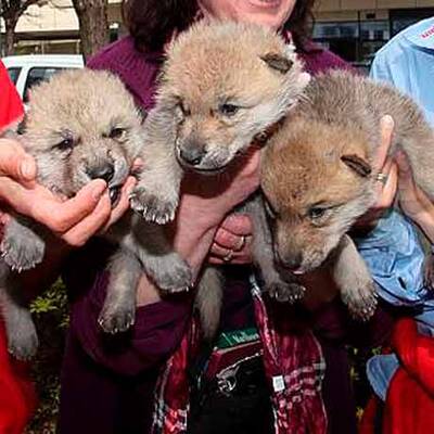 Vulkan-Wölfe sind da