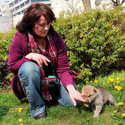 Vulkan-Wölfe sind da