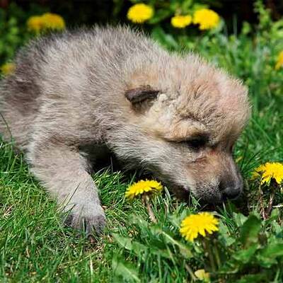 Vulkan-Wölfe sind da