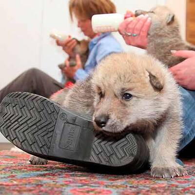 Vulkan-Wölfe sind da