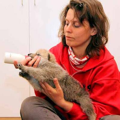 Vulkan-Wölfe sind da