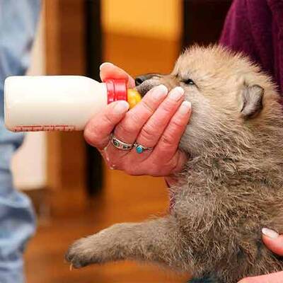 Vulkan-Wölfe sind da