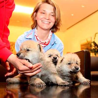 Vulkan-Wölfe sind da