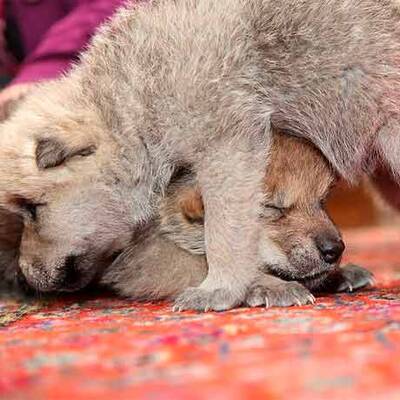 Vulkan-Wölfe sind da