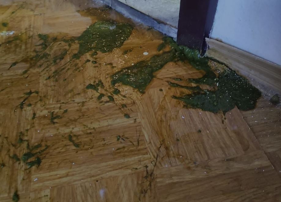 Hunde Tierheim Urlauberin