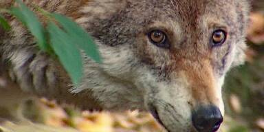 Neuer Risikowolf in Salzburg.