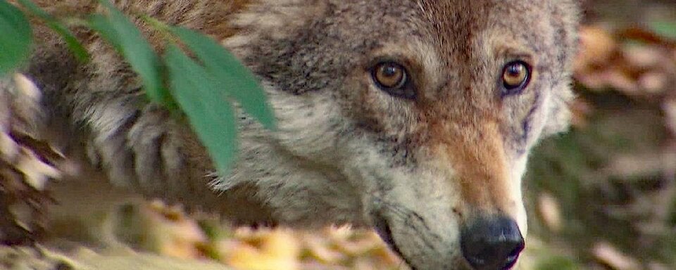 Neuer Risikowolf in Salzburg.