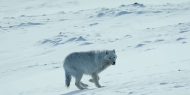 wolf 1.png