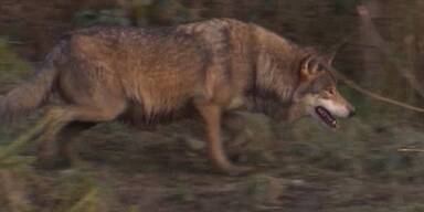 W&ouml;lfe d&uuml;rfen ohne Vergr&auml;mung abgeschossen werden.