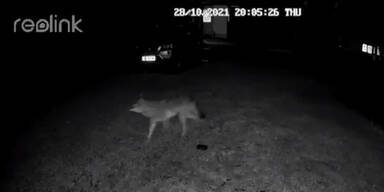 Video zeigt Wolf: Gemeinde bittet um "erh&ouml;hte Vorsicht"