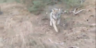 Wolf