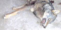 Wolf in Kärnten von Landwirt erlegt