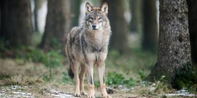 Erstmals Wolf in Niederösterreich abgeschossen