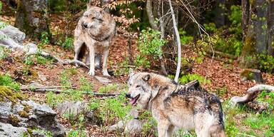 Mühlviertel ist Wolf-Hotspot.