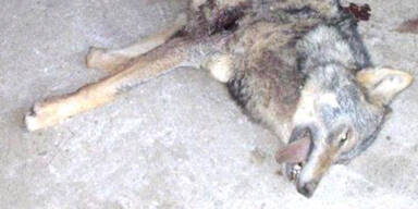 Wolf in Kärnten von Landwirt erlegt