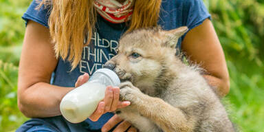 Drei Wolfswelpen für Forschungszentrum