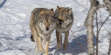 Europa: Ausbreitung des Wolfs-Hundes