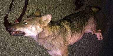 Wolf bei Unfall auf der A12 get&ouml;tet