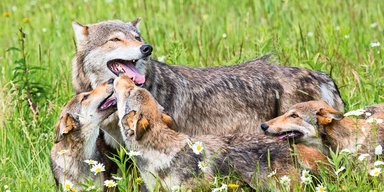 Wolf