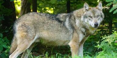 Zwei Wölfe wurden zum Abschuss frei gegeben.