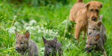 Drei Wolfswelpen für Forschungszentrum