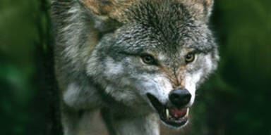wolf2