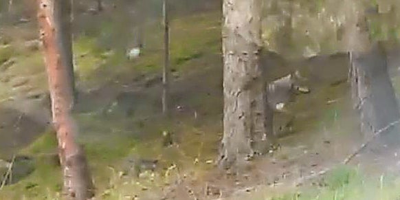 Wolf an einem Tag in drei Orten gesichtet