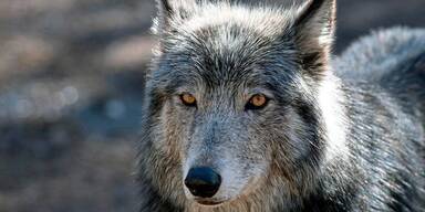 Eltern wollen Baby (1) aus Wolfs-Maul reißen: Tot