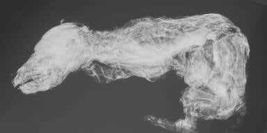 50.000 Jahre altes Mumien-Wolfsbaby entdeckt
