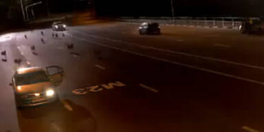 Video: Wolfsrudel jagt Polizisten