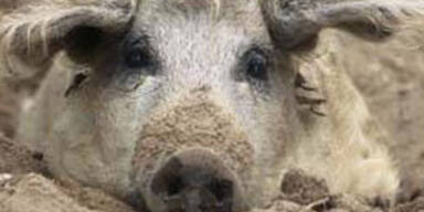 wollschwein