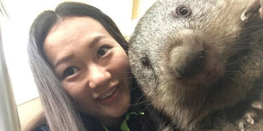Aus f&uuml;r beliebte Wombat-Selfies