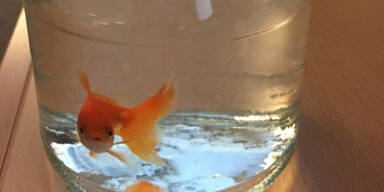 Polizei vor R&auml;tsel: Wer kennt diesen Goldfisch?