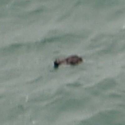 Wrackteile der vermissten AirAsia-Maschine wurden im Meer gefunden.