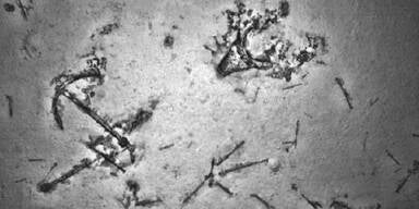 MH370-Sucher finden historisches Wrack