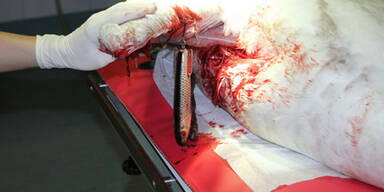 Drama um verletzten Schwan in Wien