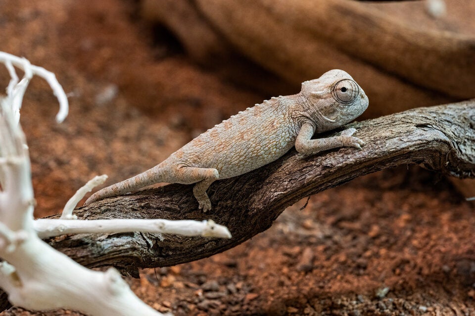 Wenn die Temperaturen wechselt das Wüstenchamäleon seine Farbe.