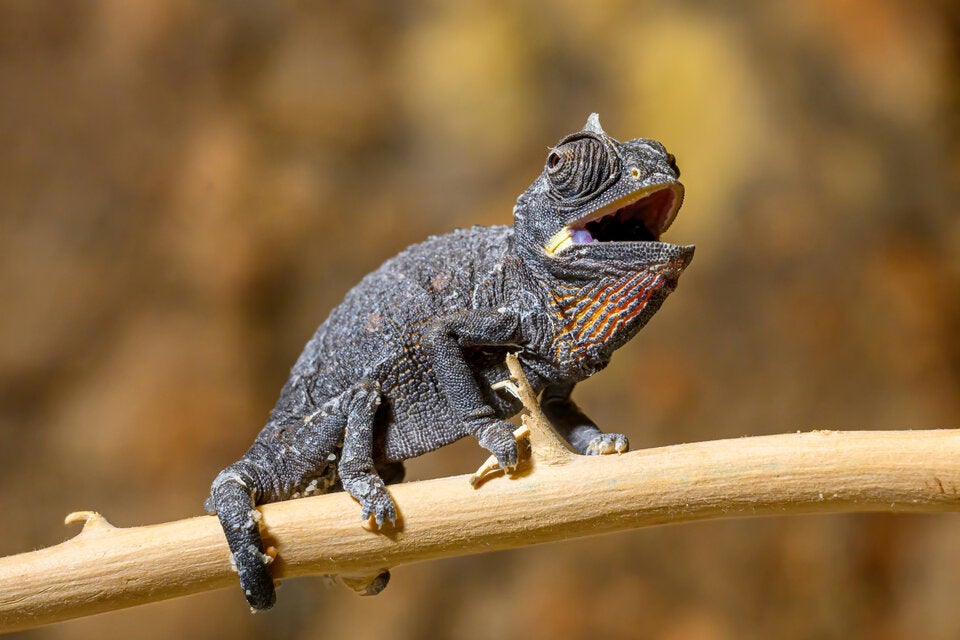 Das Wüstenchamäleon gilt als besonders anspruchsvoll, was die Haltung und Zucht betrifft.